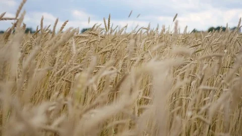 Wheat spikes fly in the wind. Wheat field 库存影片 79224444