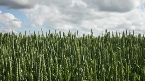 Wheat spikes. Stock-Footage 11251175