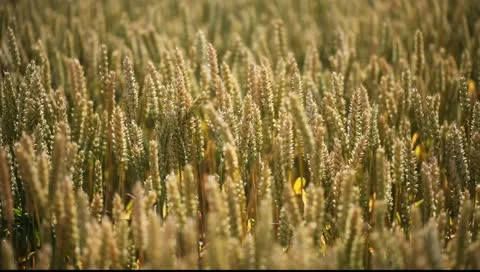 Wheat spikes. Stock Footage 11418150