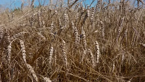 Wheat spikes Stock Footage 321133093