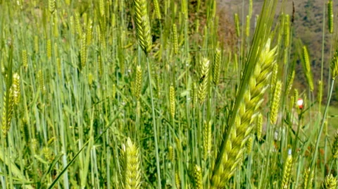 Wheat spikes moves from the wind. Nature background HD video. Stock Footage 64837506