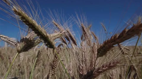 Wheat spikes moving in the wind. Close-up Stock Footage 52994243