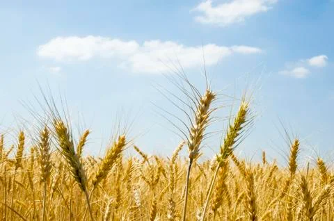 Wheat spikes Stock Photos
