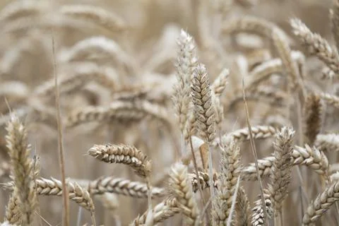 Wheat spikes Stock Photos