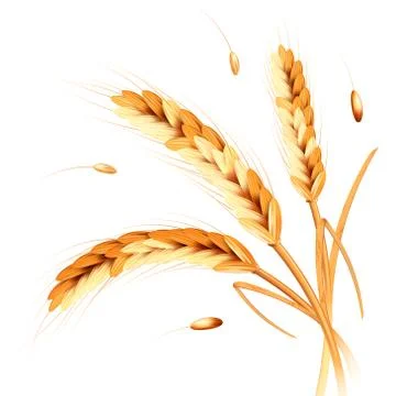 Wheat spikes realism Stock Illustration