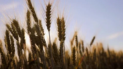 Wheat spikes at sunset, slow motion video Stock Footage 77200972