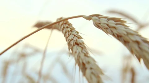 Wheat spikes at sunset, super slow motion, 240fps Stock Footage 77801860