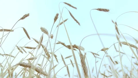 Wheat spikes at sunset, super slow motion, 240fps Видео 77802979