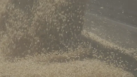 Wheat spill Video stock 151872006