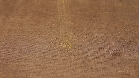 Wheat spilling on burlap. harvesting Video stock 66766470