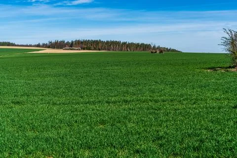Wheat in spring on a field with a beautiful sky with trees in the background Stock Photos