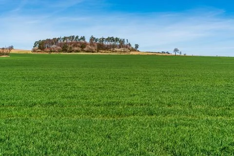 Wheat in spring on a field with a beautiful sky with trees in the background Stock Photos