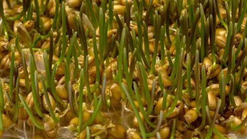 Wheat sprout growing timelapse Stock Footage 125483979