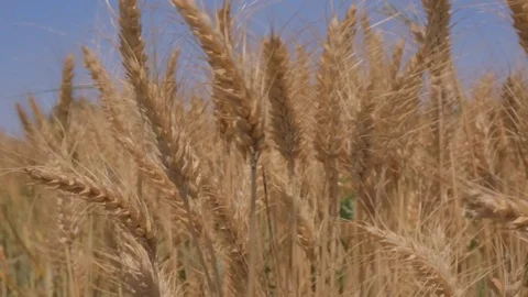 Wheat sprouted by the wind Stock Footage 76568902