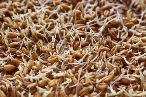 Wheat sprouts close up for background or texture theme proper nutrition Stock Photos