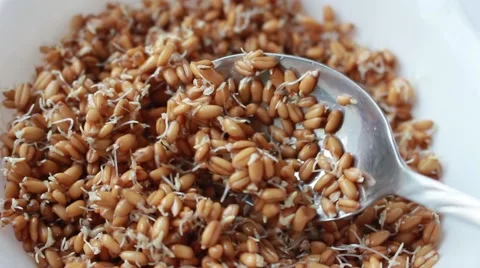 Wheat sprouts close up. Vídeo Stock 49651224