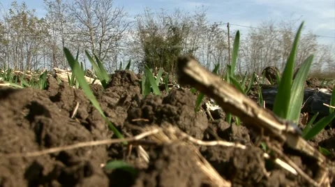Wheat sprouts, eye-level angle Stock Footage 56706701