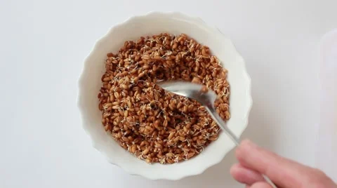 Wheat sprouts. Vídeo Stock 49649725