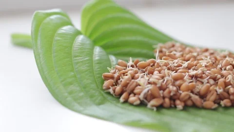 Wheat sprouts on the green leaf of the plant Stock Footage 90796629
