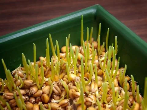 Wheat sprouts Stock Photos