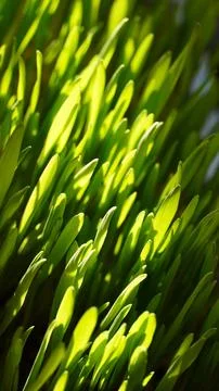 Wheat sprouts Stock Photos