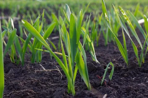 Wheat sprouts sprouted in the soil. Damaged leaves by insect parasites. Soft  스톡 사진