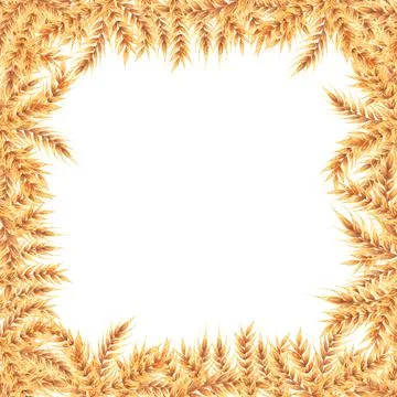 Wheat square field. Frame with ears of wheat. Watercolor illustration hand drawn Stock Illustration