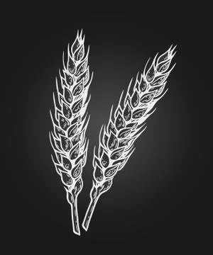 Wheat sretch black Illustrazione stock