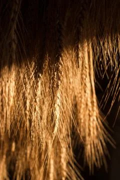 Wheat stack Fotos de archivo