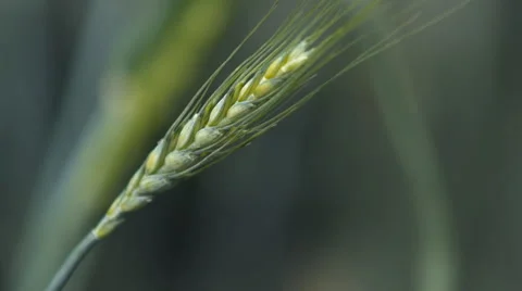 Wheat stalk close up with water drops Stock Footage 67640219