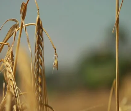 Wheat stalk to combine rack focus Video stock 21525598