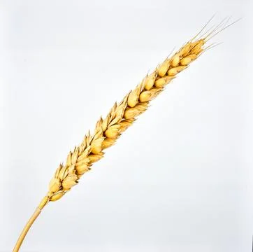 Wheat Stalk Isolated on White Background, Golden Grain Crop Symbolizing Bre.. Stock Photos