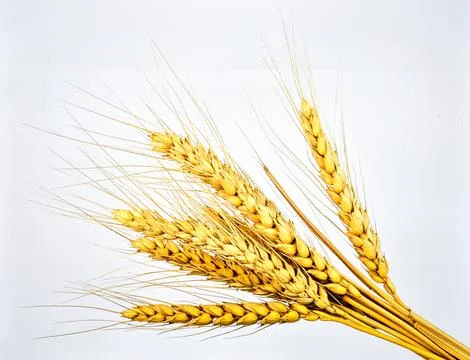 Wheat Stalk Isolated on White Background, Golden Grain Crop Symbolizing Bre.. Stock Photos