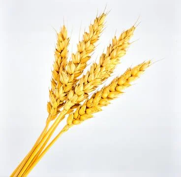 Wheat Stalk Isolated on White Background, Golden Grain Crop Symbolizing Bre.. Stock Photos