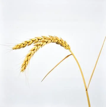 Wheat Stalk Isolated on White Background, Golden Grain Crop Symbolizing Bre.. Stock Photos
