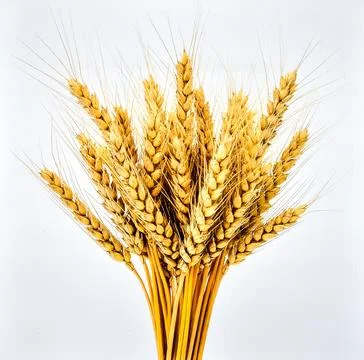 Wheat Stalk Isolated on White Background, Golden Grain Crop Symbolizing Bre.. Stock Photos