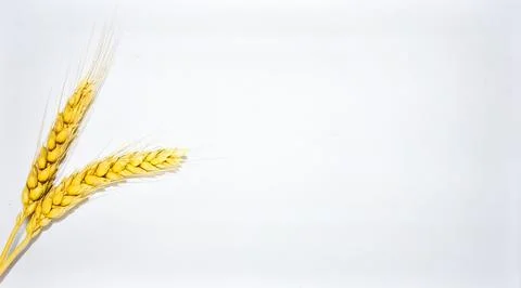Wheat Stalk Isolated on White Background, Golden Grain Crop Symbolizing Bre.. Stock Photos