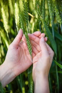 Wheat stalk Stock Photos
