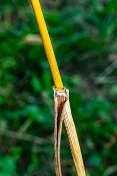 Wheat stalk Stock Photos