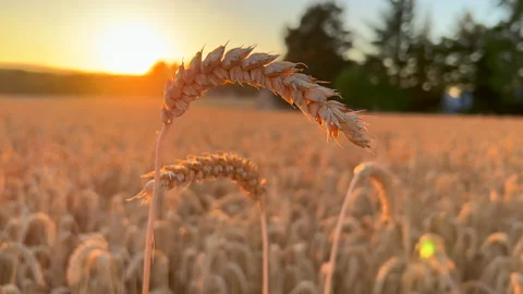 Wheat stalk with sunset Stock Footage 205533029
