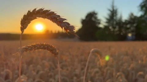 Wheat stalk at sunset Stock Footage 205533037