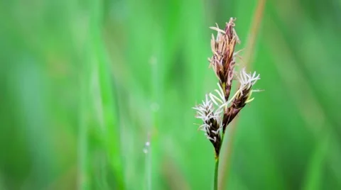 Wheat stalks blow in the wind. Stock Footage 50367221