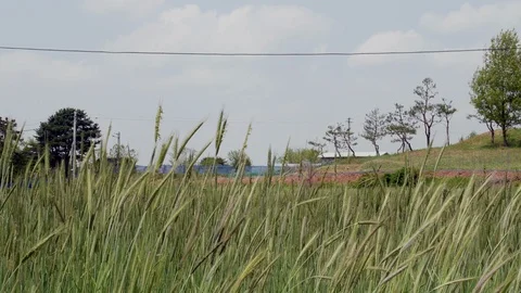  wheat stalks blowing in wind. Stock Footage 130038119