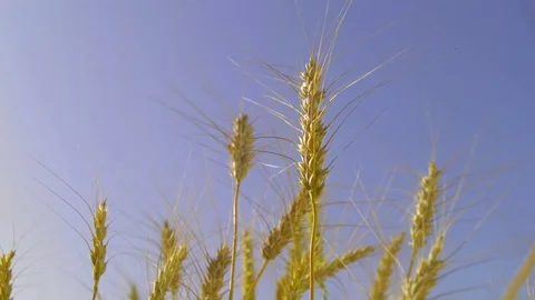  Wheat stalks Stock-Footage 81804091