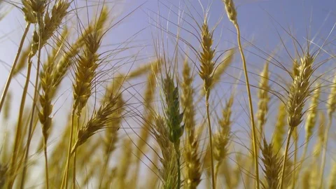  Wheat stalks Stock-Footage 81804113