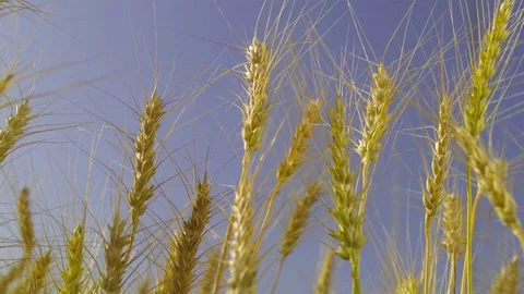   Wheat stalks Stock-Footage 81804142