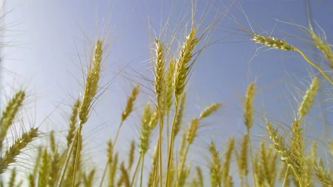   Wheat stalks Stock-Footage 81804168