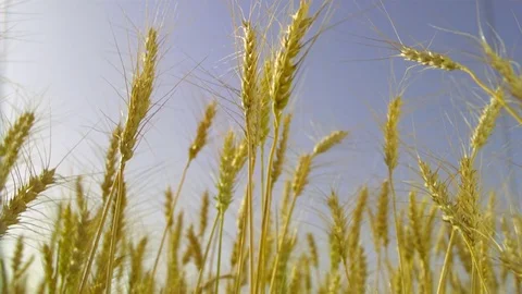   Wheat stalks Stock-Footage 81804175