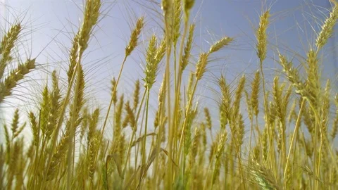  Wheat stalks Stock-Footage 81804190