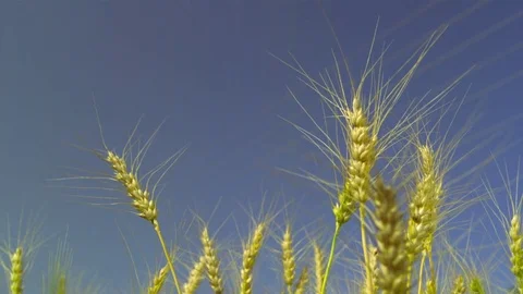   Wheat stalks Stock-Footage 81804193